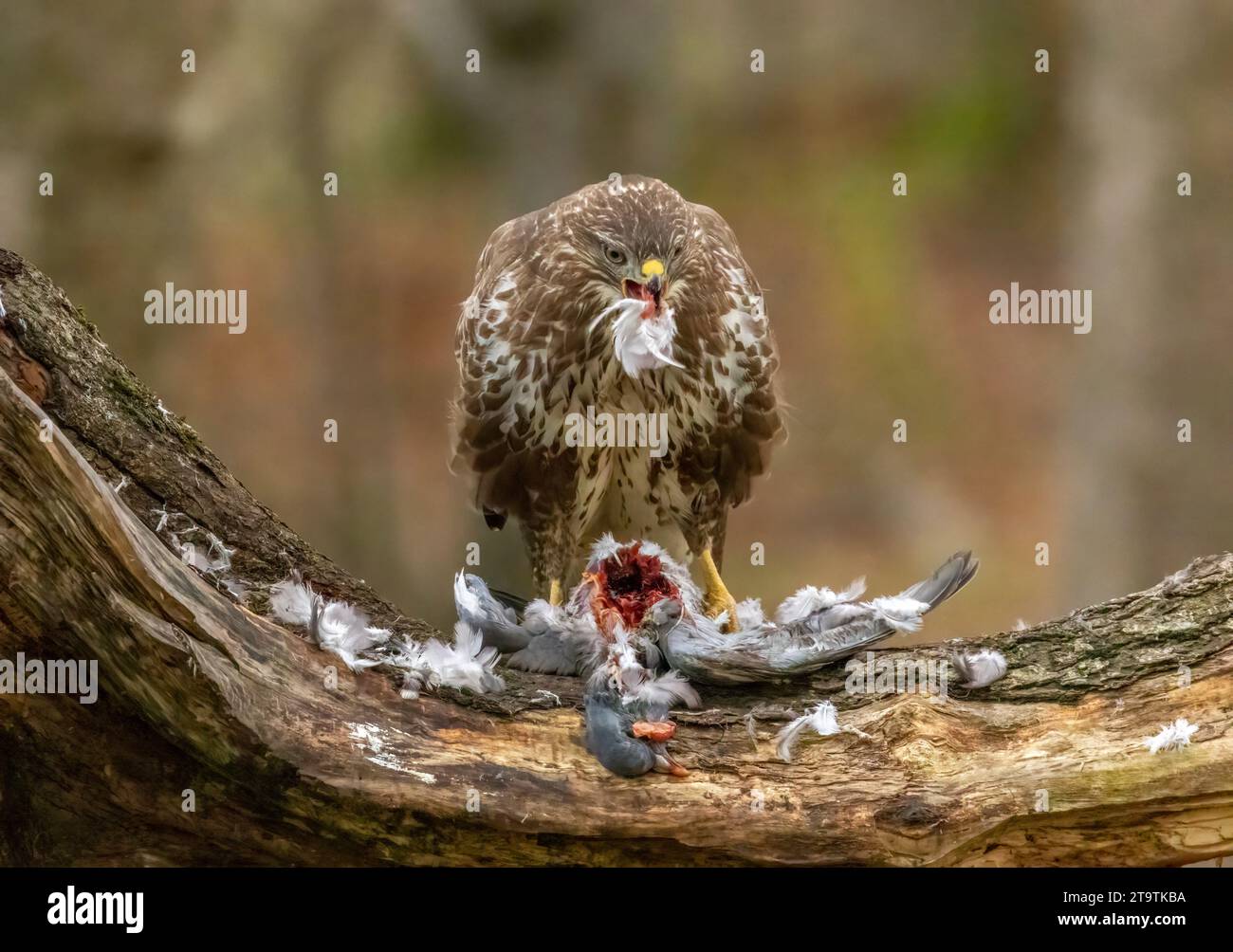 Buzzard, rapace, rapa e mangia un piccione nella foresta Foto Stock