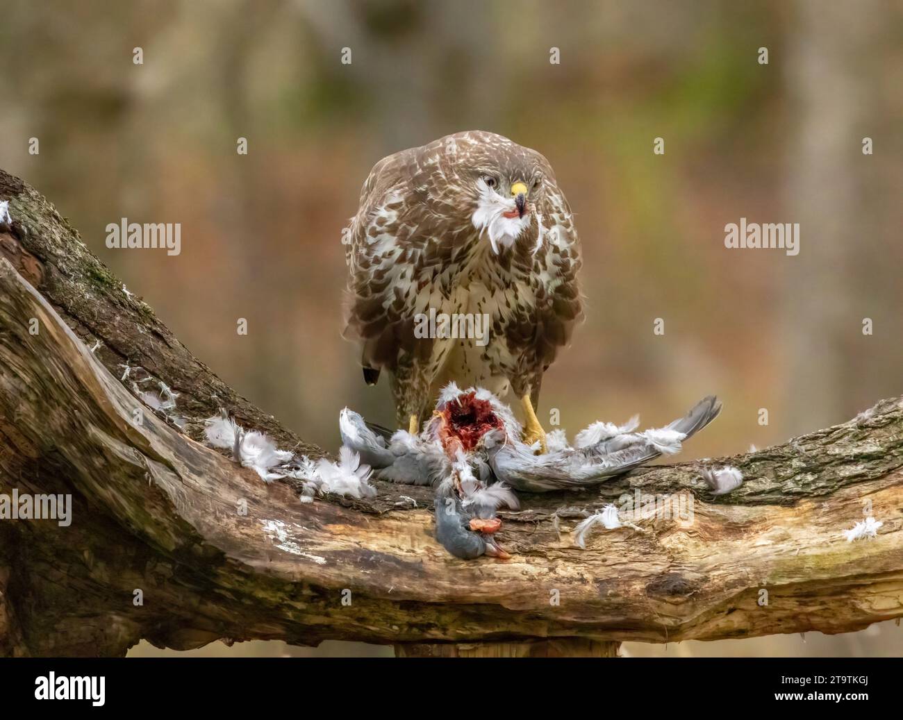 Buzzard, rapace, rapa e mangia un piccione nella foresta Foto Stock