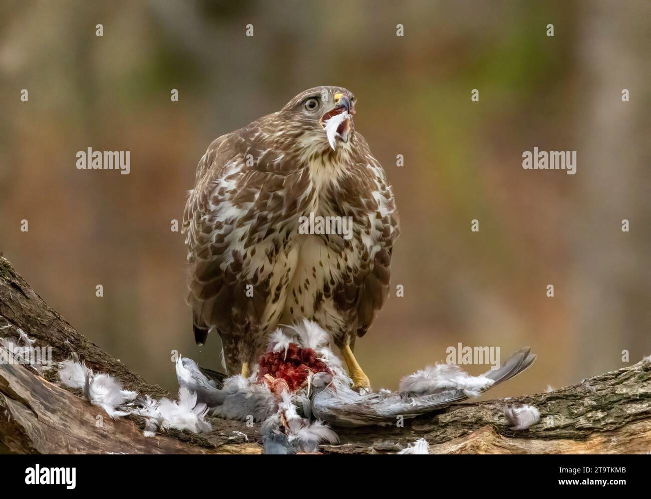 Buzzard, rapace, rapa e mangia un piccione nella foresta Foto Stock