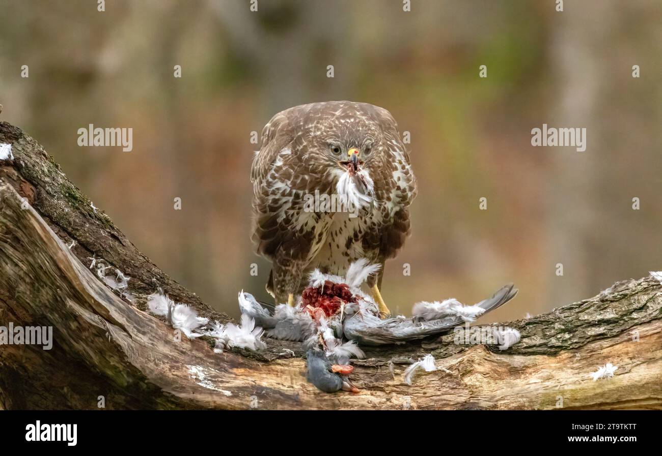 Buzzard, rapace, rapa e mangia un piccione nella foresta Foto Stock