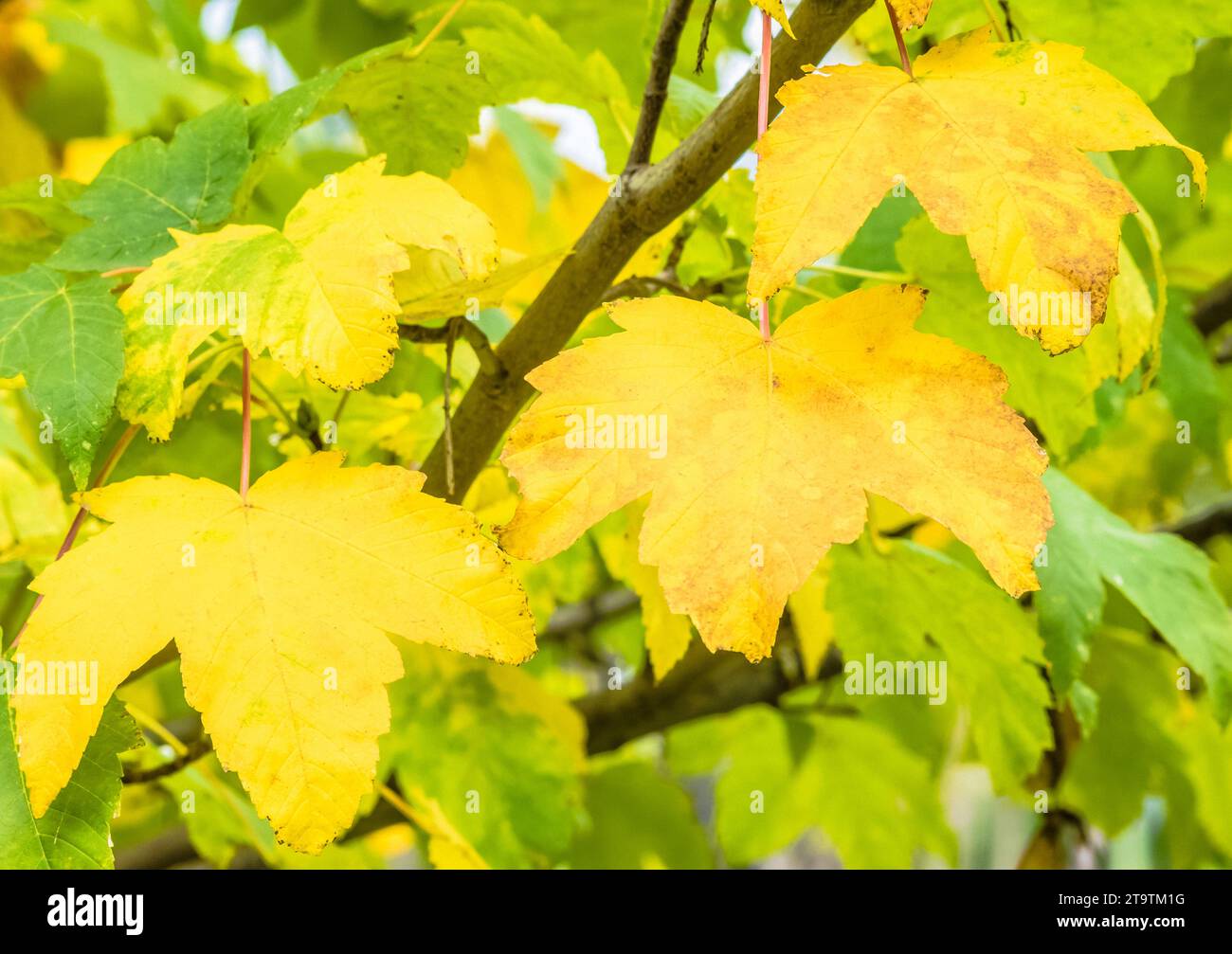 foglie autunnali gialle con foglie verdi sullo sfondo in un bellissimo parco Foto Stock