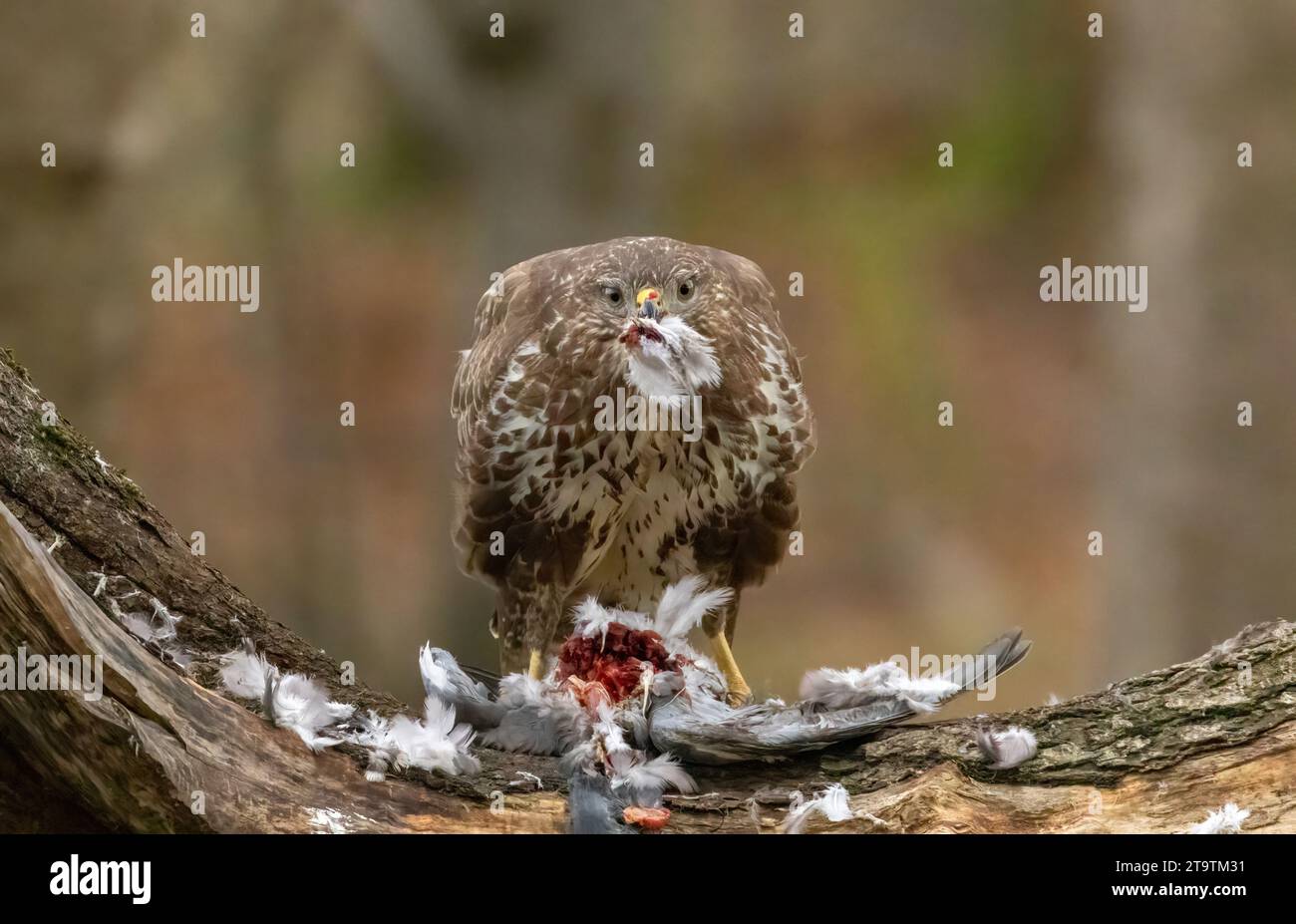 Buzzard, rapace, rapa e mangia un piccione nella foresta Foto Stock