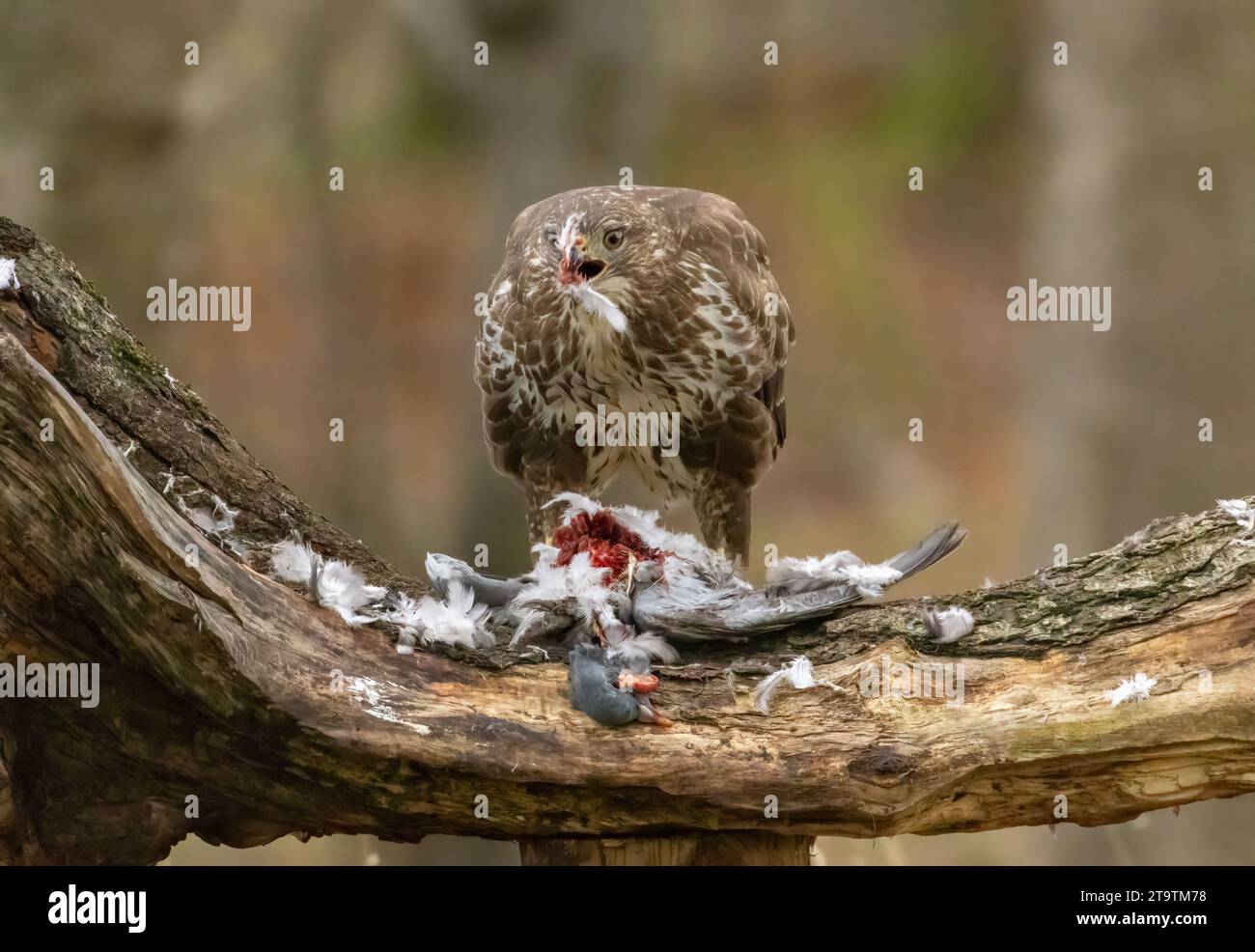 Buzzard, rapace, rapa e mangia un piccione nella foresta Foto Stock