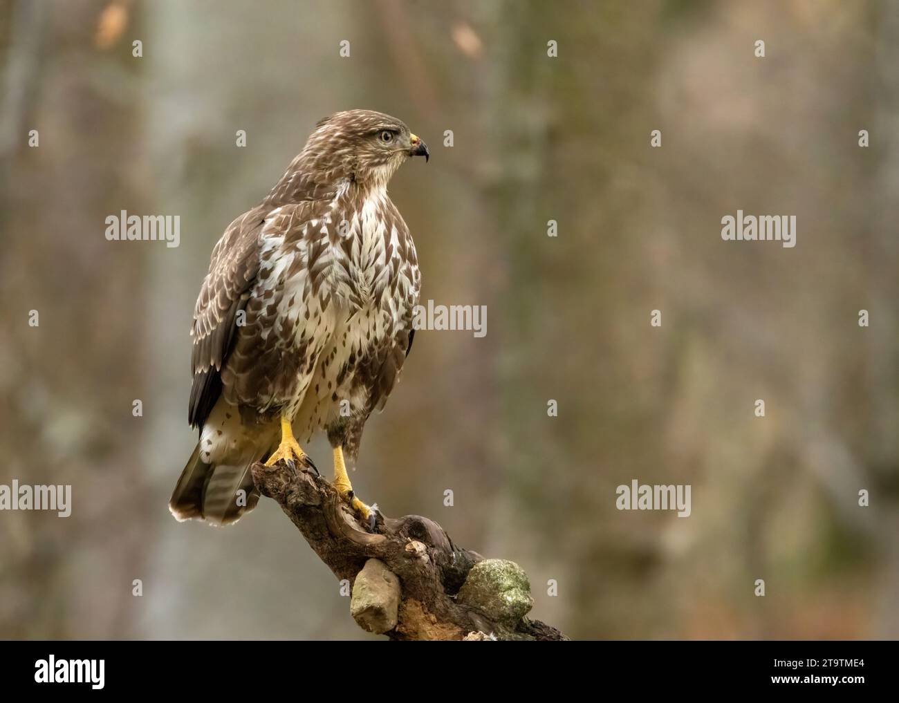 Buzzard, grande rapace, rapace, fame, arroccato alla fine di un ramo d'albero Foto Stock