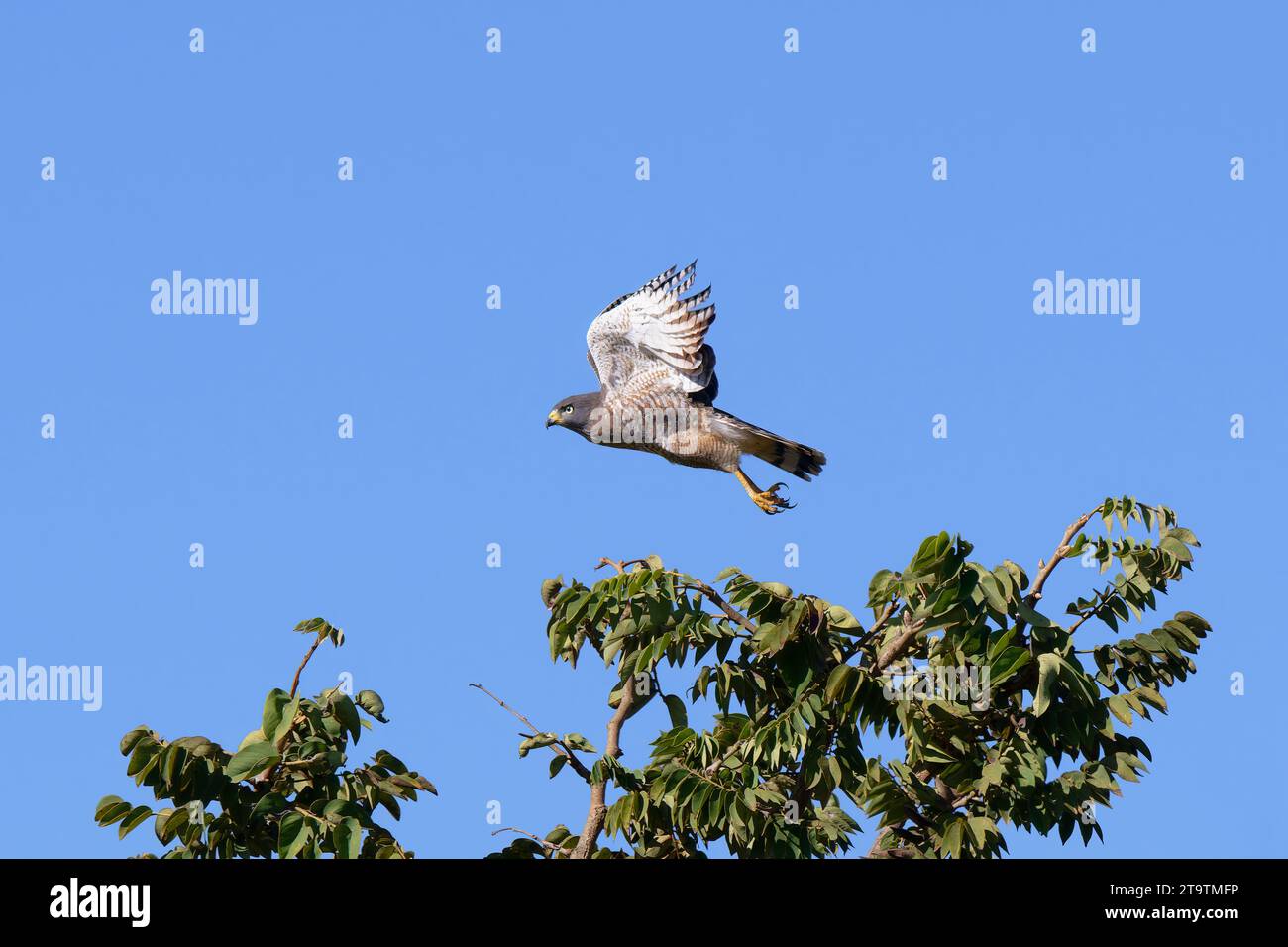 Flying Roadside Hawk (Rupornis magnirostris), Parco Nazionale Serra da Canastra, Minas Gerais, Brasile Foto Stock