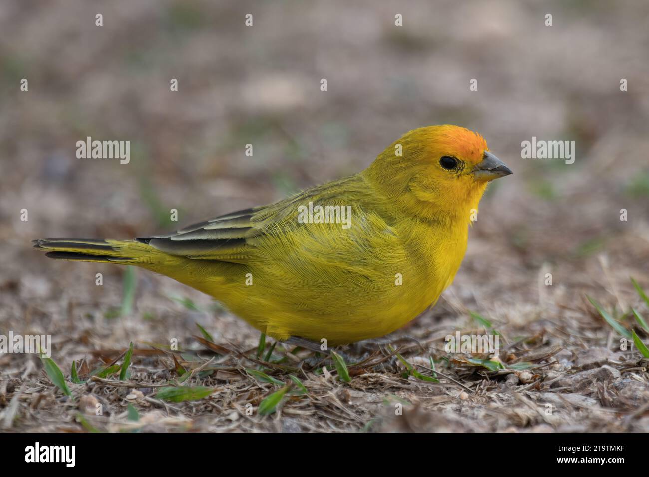 Finch di zafferano (Sicalis flaveola), Parco Nazionale della Serra da Canastra, Minas Gerais, Brasile Foto Stock