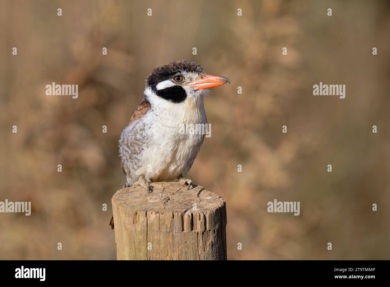 Puffbird dalle orecchie bianche (Nystalus chacuru) seduto su un palo, Parco Nazionale Serra da Canastra, Minas Gerais, Brasile Foto Stock