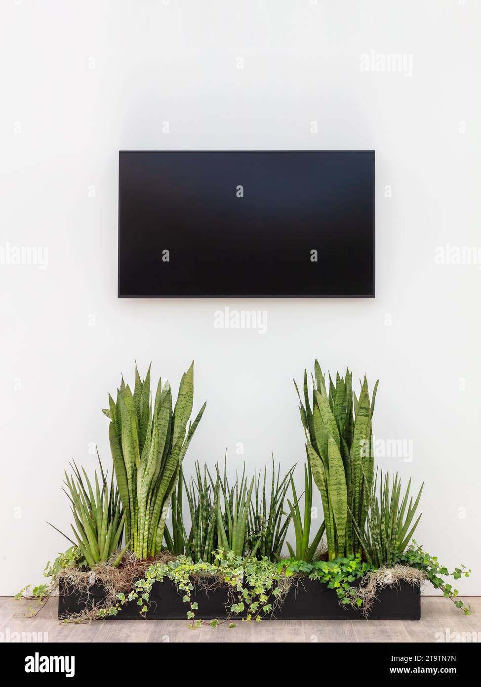 Nuovo e moderno schermo televisivo digitale su una parete bianca con piante davanti Foto Stock