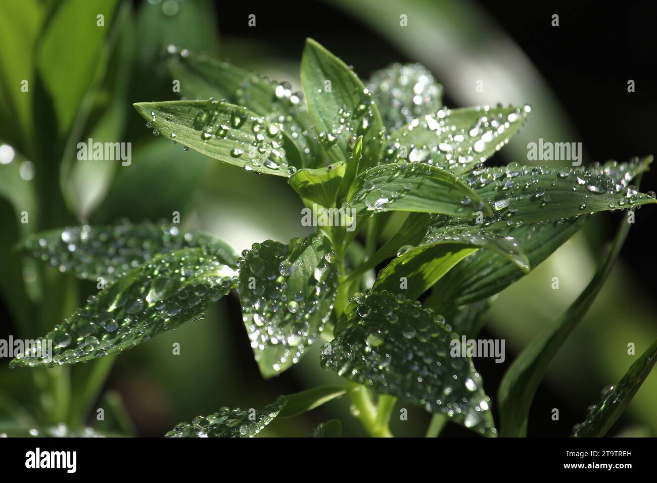 Vista generale delle gocce di rugiada mattutine sulle foglie delle piante Foto Stock