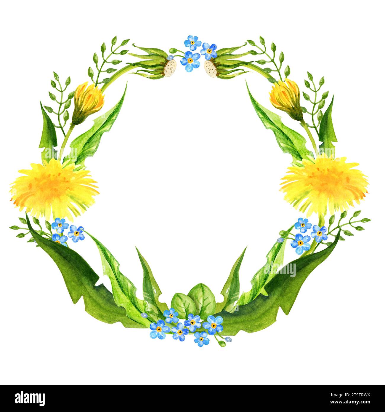 corona di acquerelli con fiori di campo estivi, cornice rotonda disegnata a mano di deloni gialli e palle da soffiare, foglie, erbe, farfalla su sfondo bianco, Foto Stock