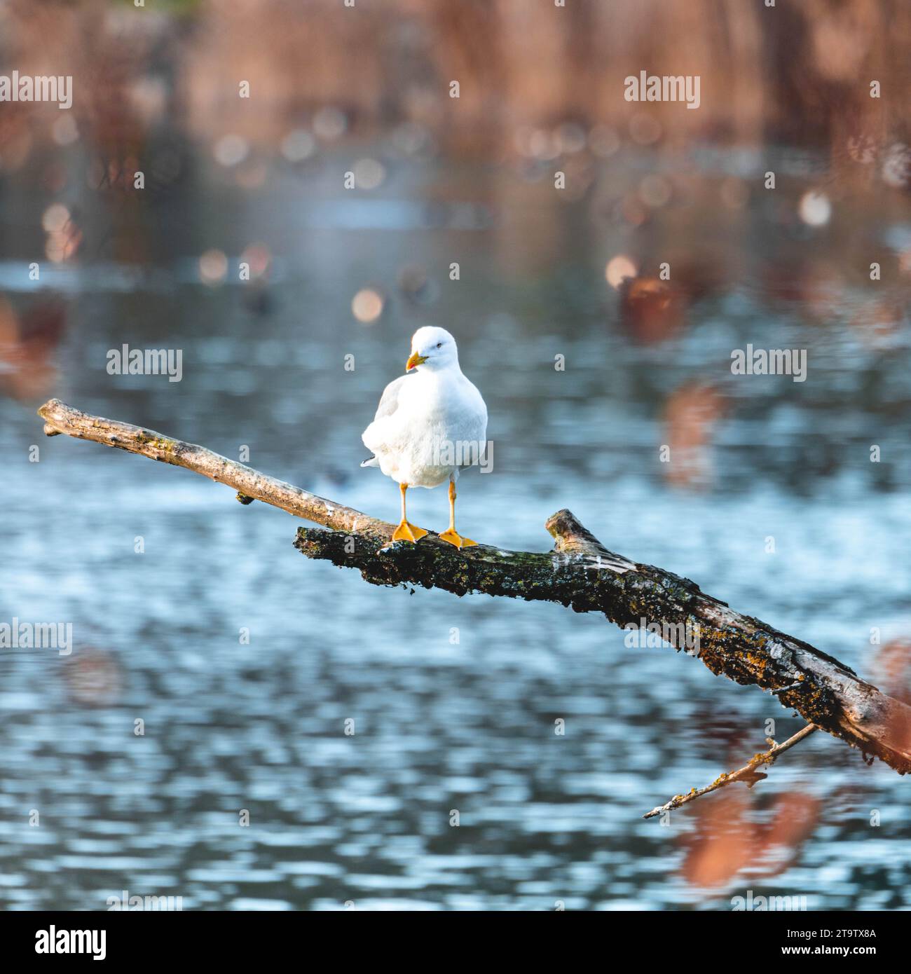 Gabbiano di mare sulla diramazione Foto Stock