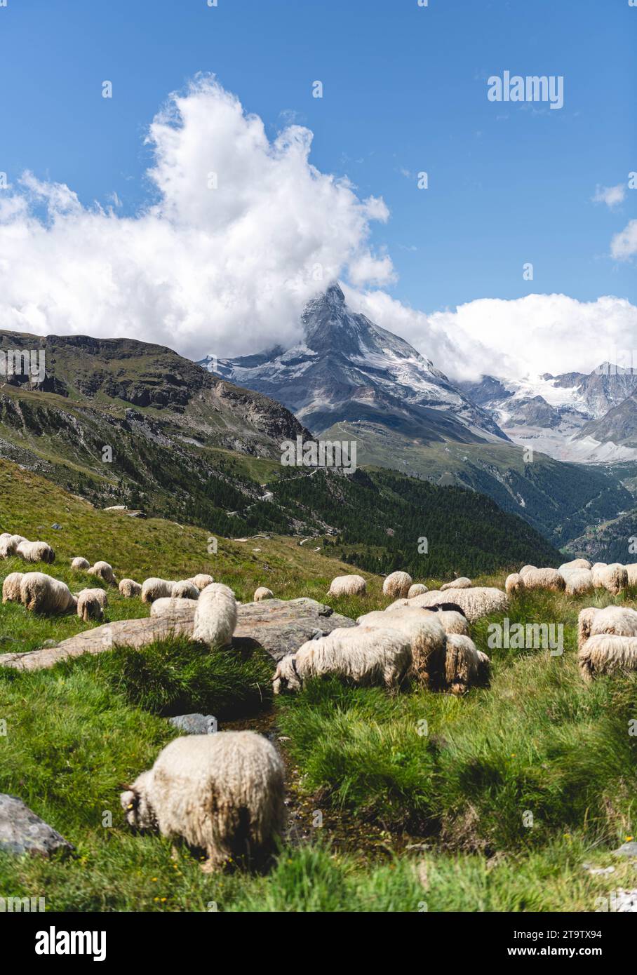 Cervino a Zermatt con le pecore Foto Stock
