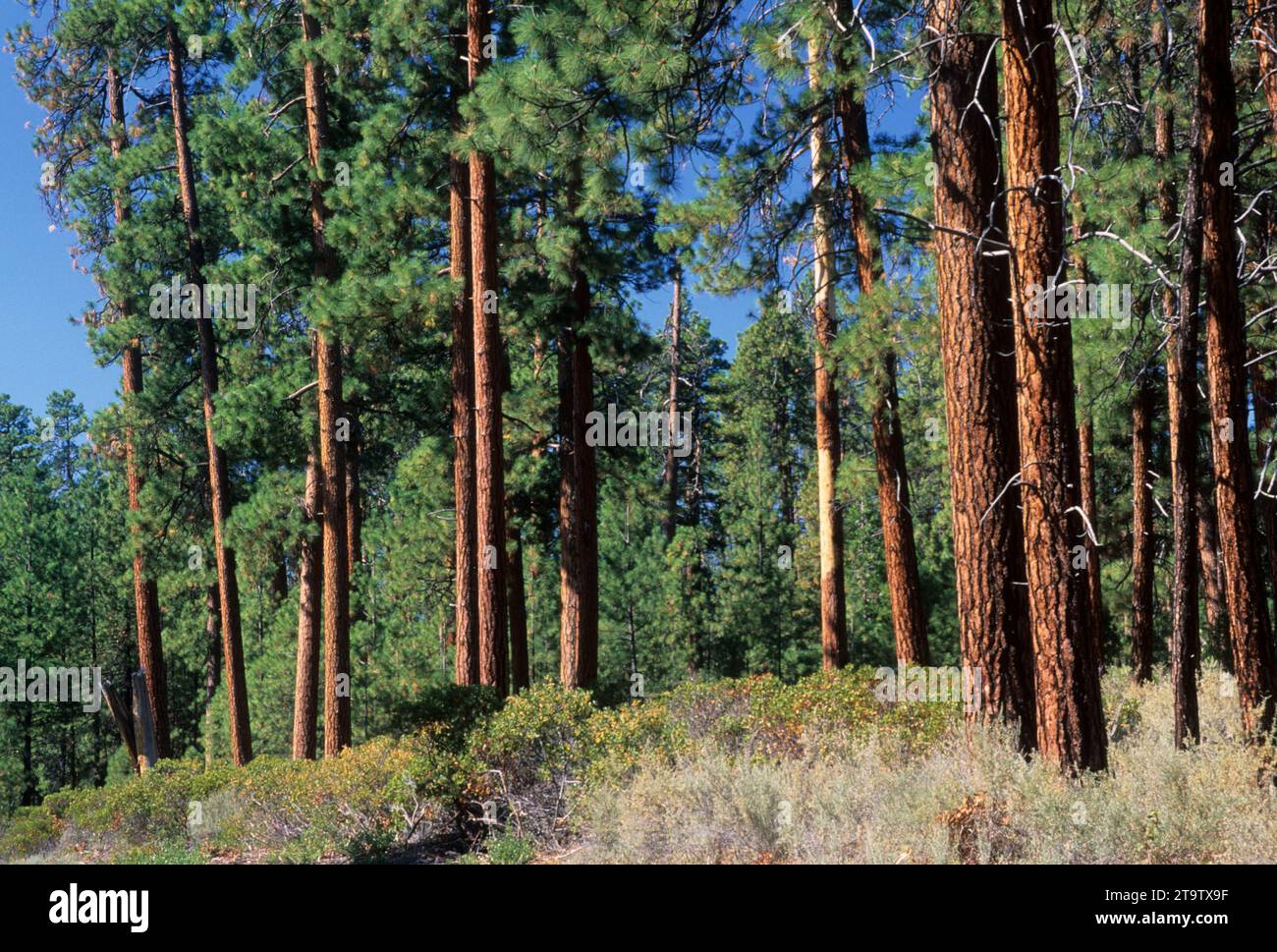 Ponderosa pine (Pinus ponderosa) foresta vicino a Camp Sherman, Deschutes National Forest, Oregon Foto Stock