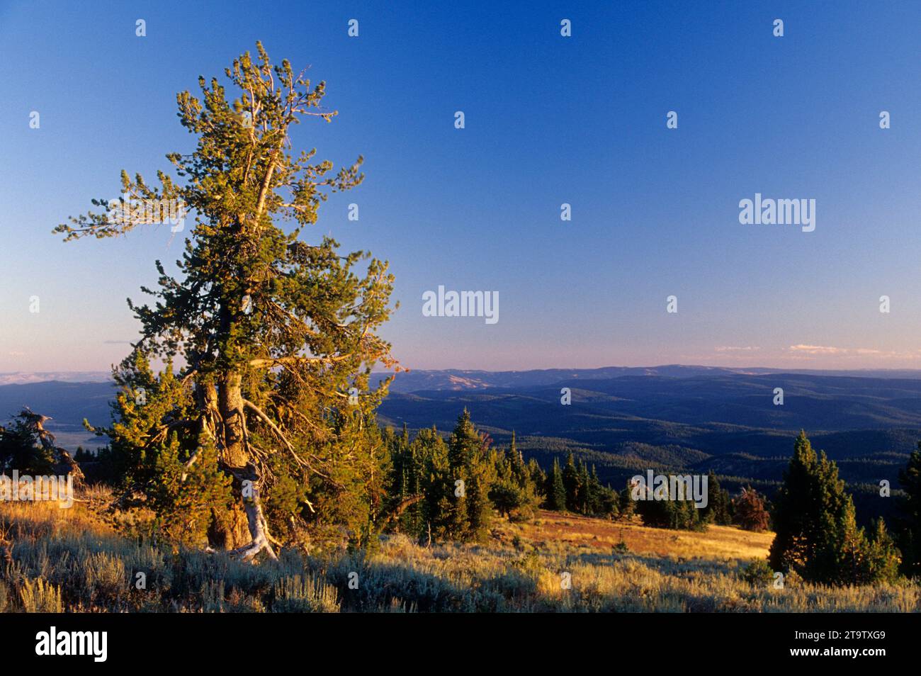 Whitebark pine, Fragola Mountain Wilderness, Malheur National Forest, Oregon Foto Stock