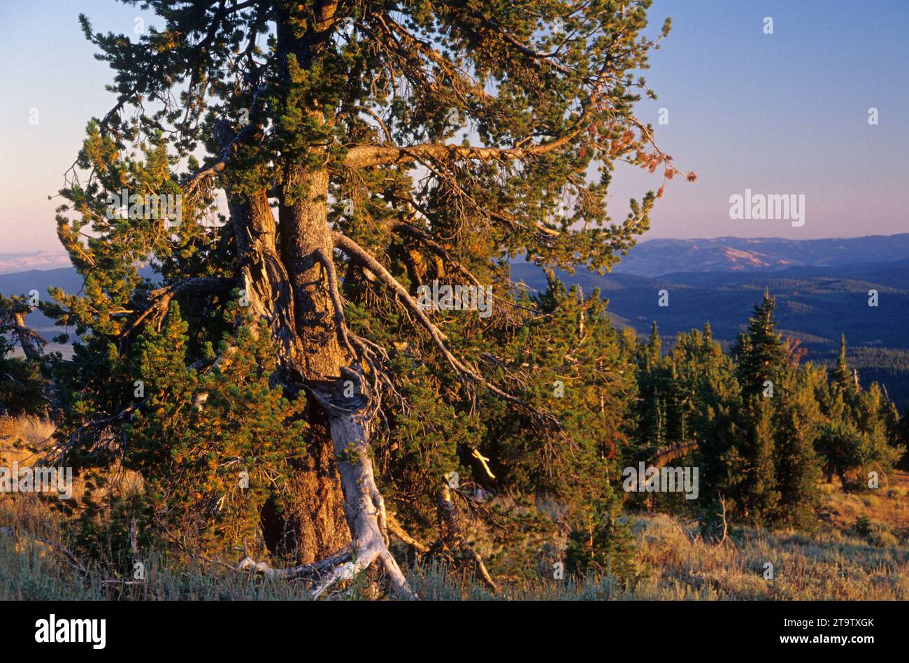 Whitebark pine, Fragola Mountain Wilderness, Malheur National Forest, Oregon Foto Stock