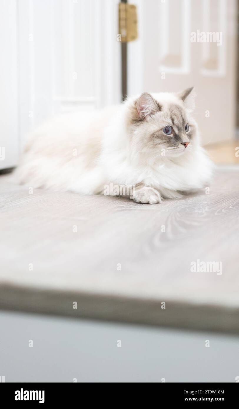 Splendido gatto bianco soffice con occhi blu Foto Stock