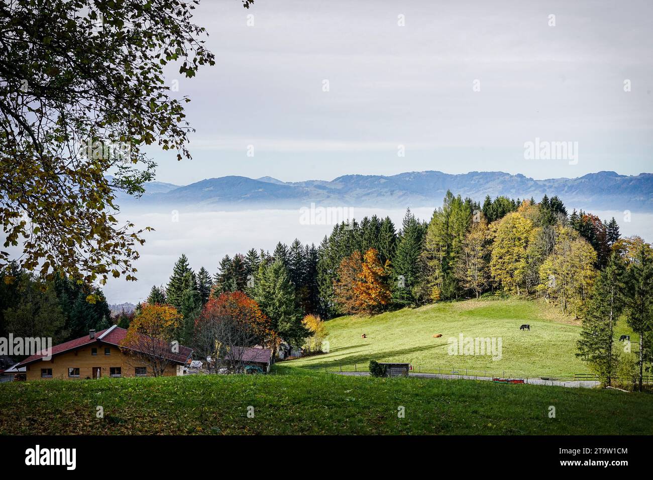 Una vista nebbiosa sulle montagne e in primo piano, un lussureggiante prato alpino aggiunge un tocco di verde alla scena. Foto Stock