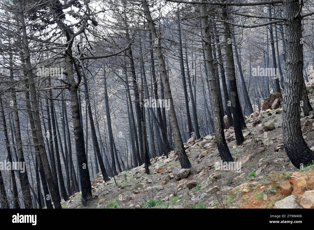 Sierra Bermeja, settembre 2,021 incendio boschivo. Málaga, Andalusia, Spagna. Foto Stock