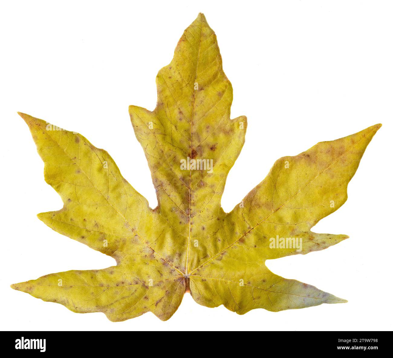 Autumn Leaf isolati su sfondo bianco Foto Stock