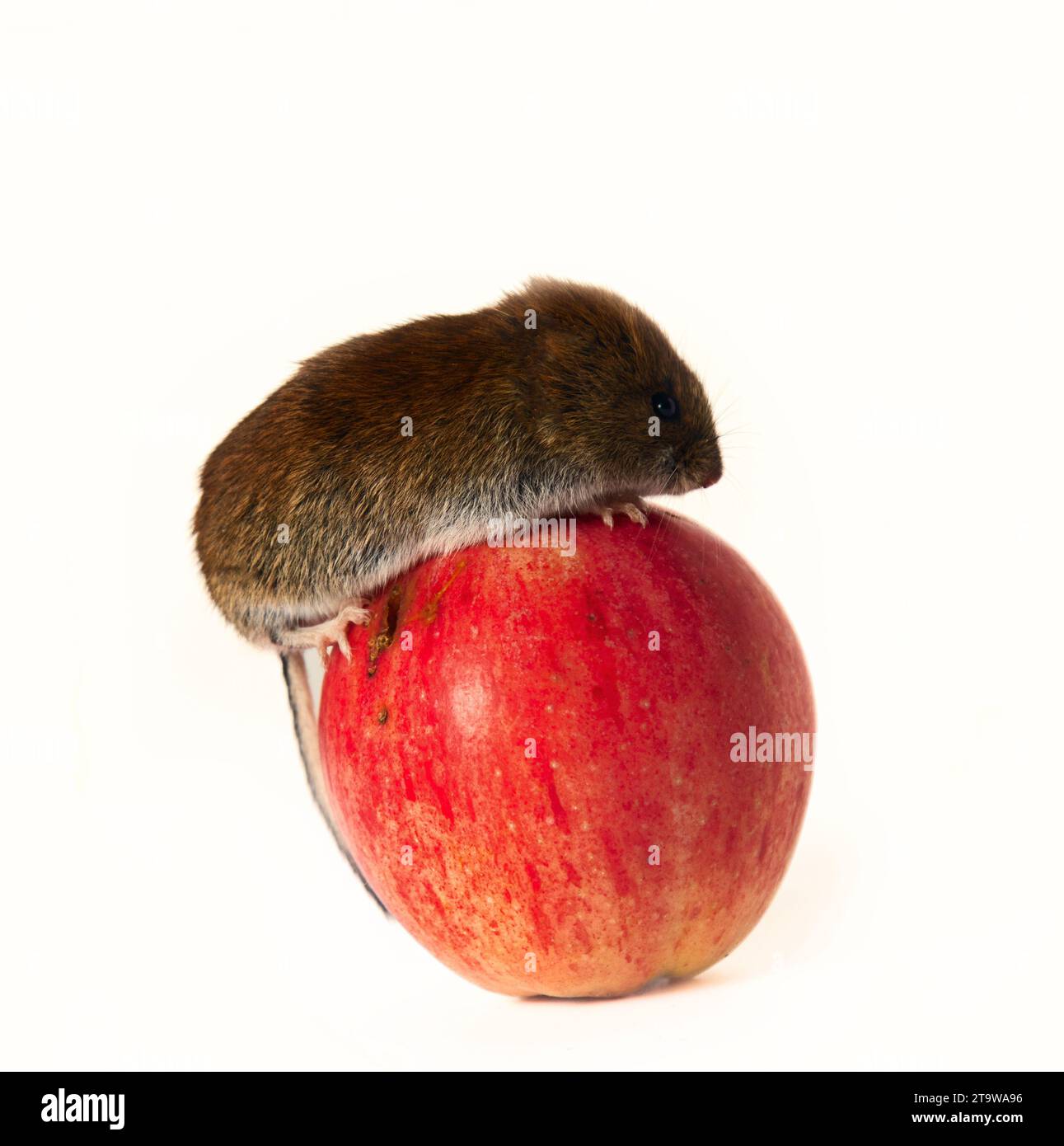 Società di consumo: Il topo (amante delle azioni) rotola una mela enorme del worm. Il principio del consumismo americano di New York quanto più possibile concetto di vendita. Cancella Foto Stock