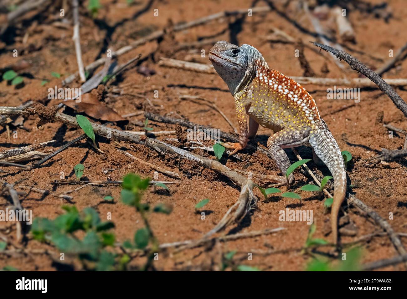 Lucertola a tre occhi (Chalarodon madagascariensis), lucertola di sabbia iguana terrestre, Highlands centrali, Madagascar, Africa Foto Stock