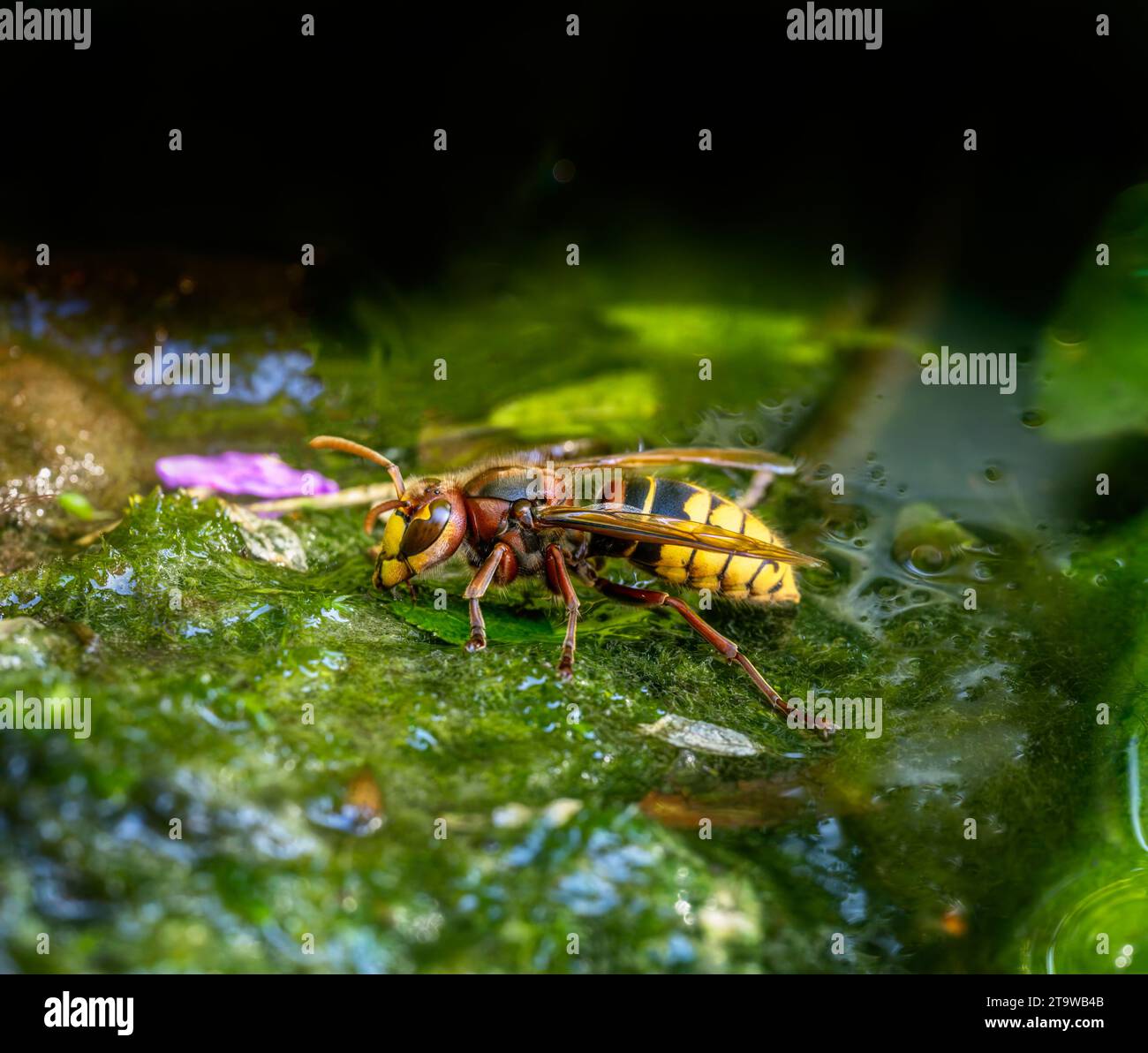 Macro di un calabrone acqua potabile in uno stagno Foto Stock