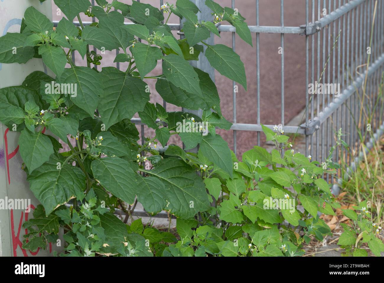 Schwarzer Nachtschatten, Schwarz-Nachtschatten, Solanum nigrum, Black Nightshade, Common Nightshade, nightshade nero europeo, blackberry nightshade, Foto Stock