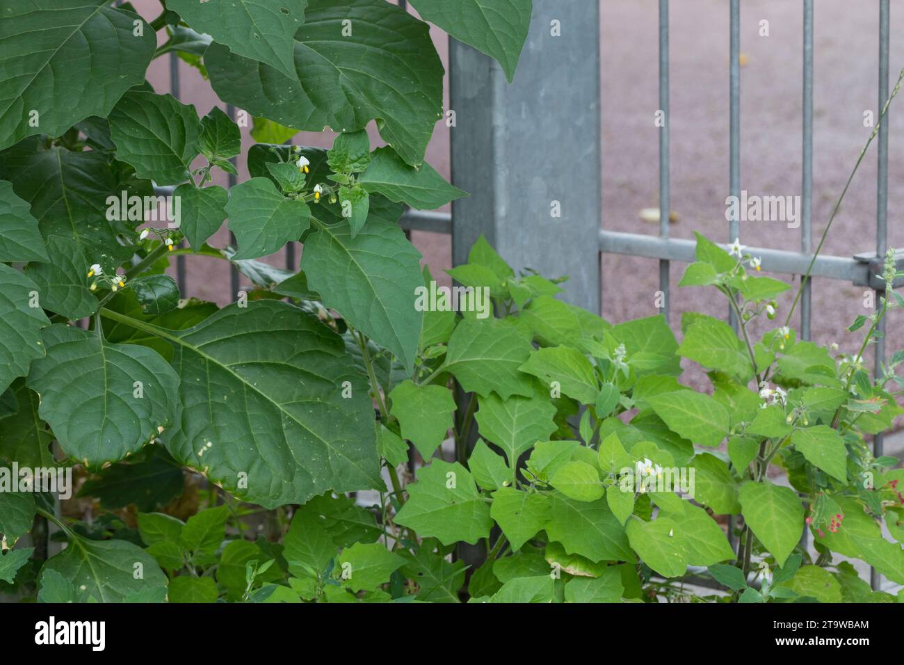 Schwarzer Nachtschatten, Schwarz-Nachtschatten, Solanum nigrum, Black Nightshade, Common Nightshade, nightshade nero europeo, blackberry nightshade, Foto Stock