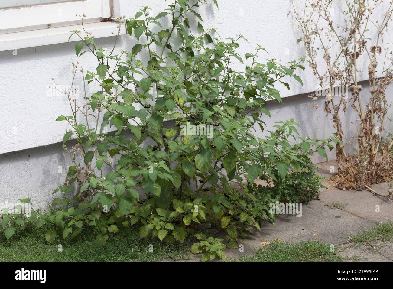 Schwarzer Nachtschatten, Schwarz-Nachtschatten, Solanum nigrum, Black Nightshade, Common Nightshade, nightshade nero europeo, blackberry nightshade, Foto Stock