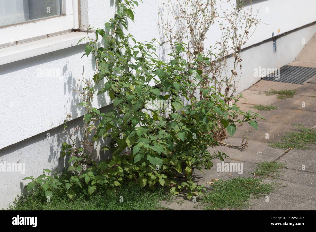 Schwarzer Nachtschatten, Schwarz-Nachtschatten, Solanum nigrum, Black Nightshade, Common Nightshade, nightshade nero europeo, blackberry nightshade, Foto Stock