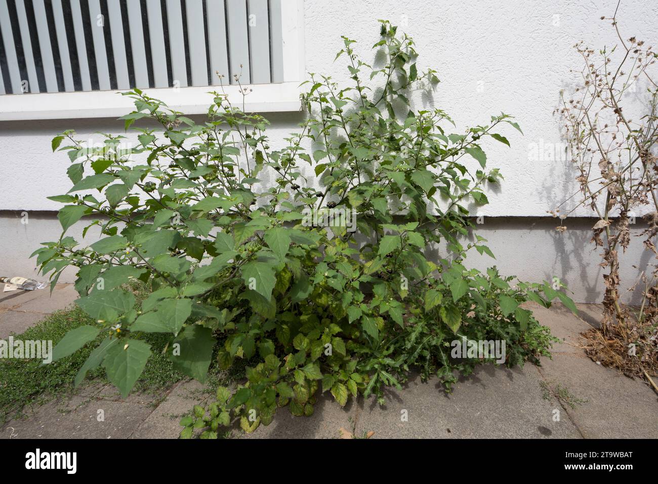 Schwarzer Nachtschatten, Schwarz-Nachtschatten, Solanum nigrum, Black Nightshade, Common Nightshade, nightshade nero europeo, blackberry nightshade, Foto Stock