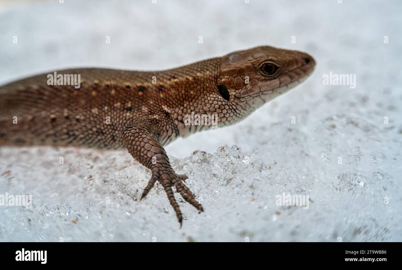 Comune lucertola inglese (Lacerta vivipara) macro ritratto su neve primaverile, resistenza al freddo. Vista dall'alto Foto Stock