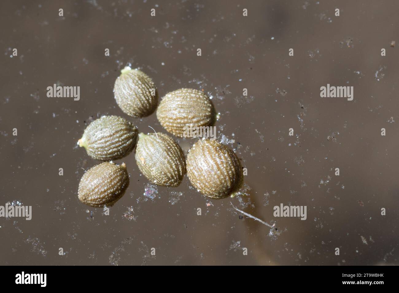 Seerose, Samen schwimmen auf der Wasseroberfläche, Weiße Seerose, Nymphaea alba, Giglio d’acqua bianca, ninfea bianca europea, White Lotus, Nenuphar, EU Foto Stock