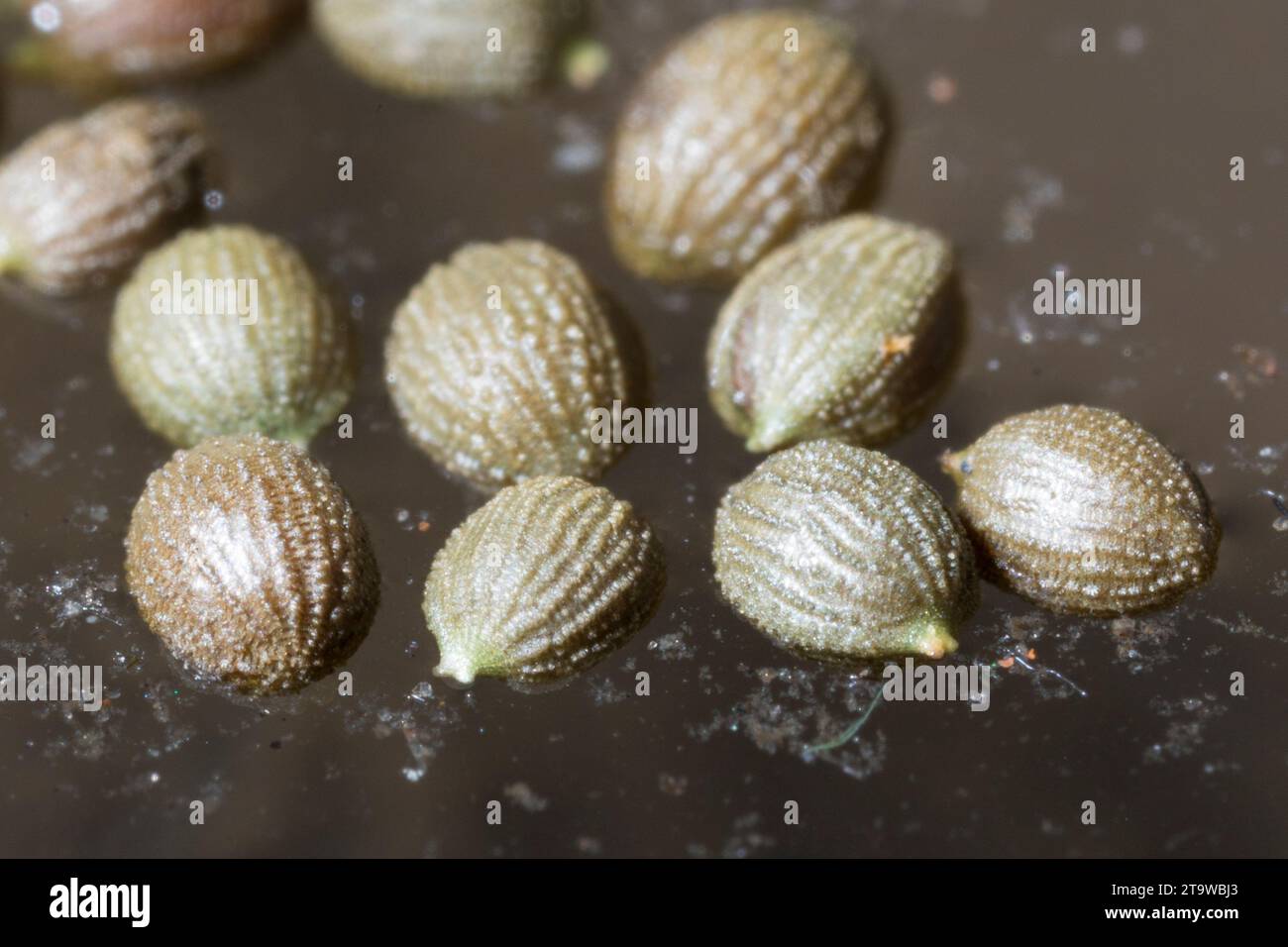 Seerose, Samen schwimmen auf der Wasseroberfläche, Weiße Seerose, Nymphaea alba, Giglio d’acqua bianca, ninfea bianca europea, White Lotus, Nenuphar, EU Foto Stock