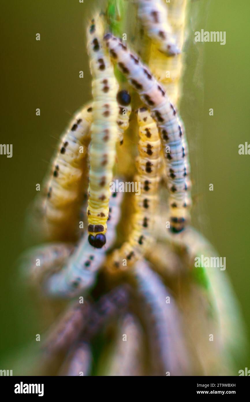 Pilastri di falena a trama yponomeuta evonymella. Fotografia macro caterpillar, messa a fuoco morbida. Foto Stock