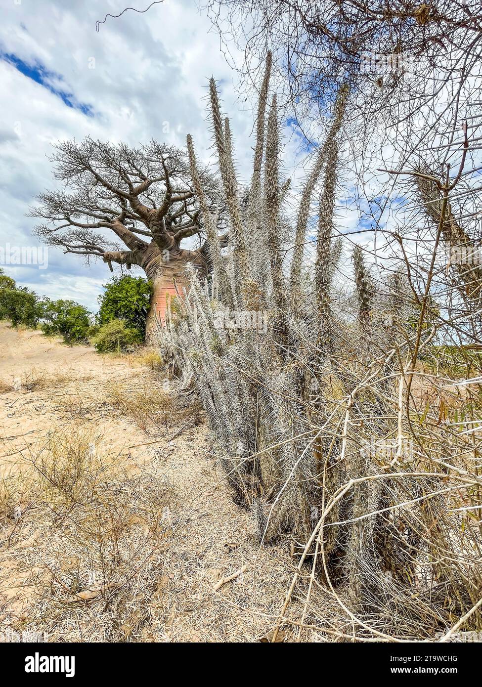 Madagascar, foresta spinosa, baobab Foto Stock