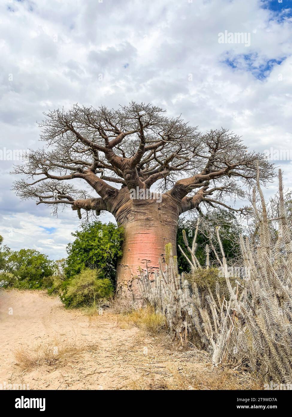 Madagascar, foresta spinosa, baobab Foto Stock