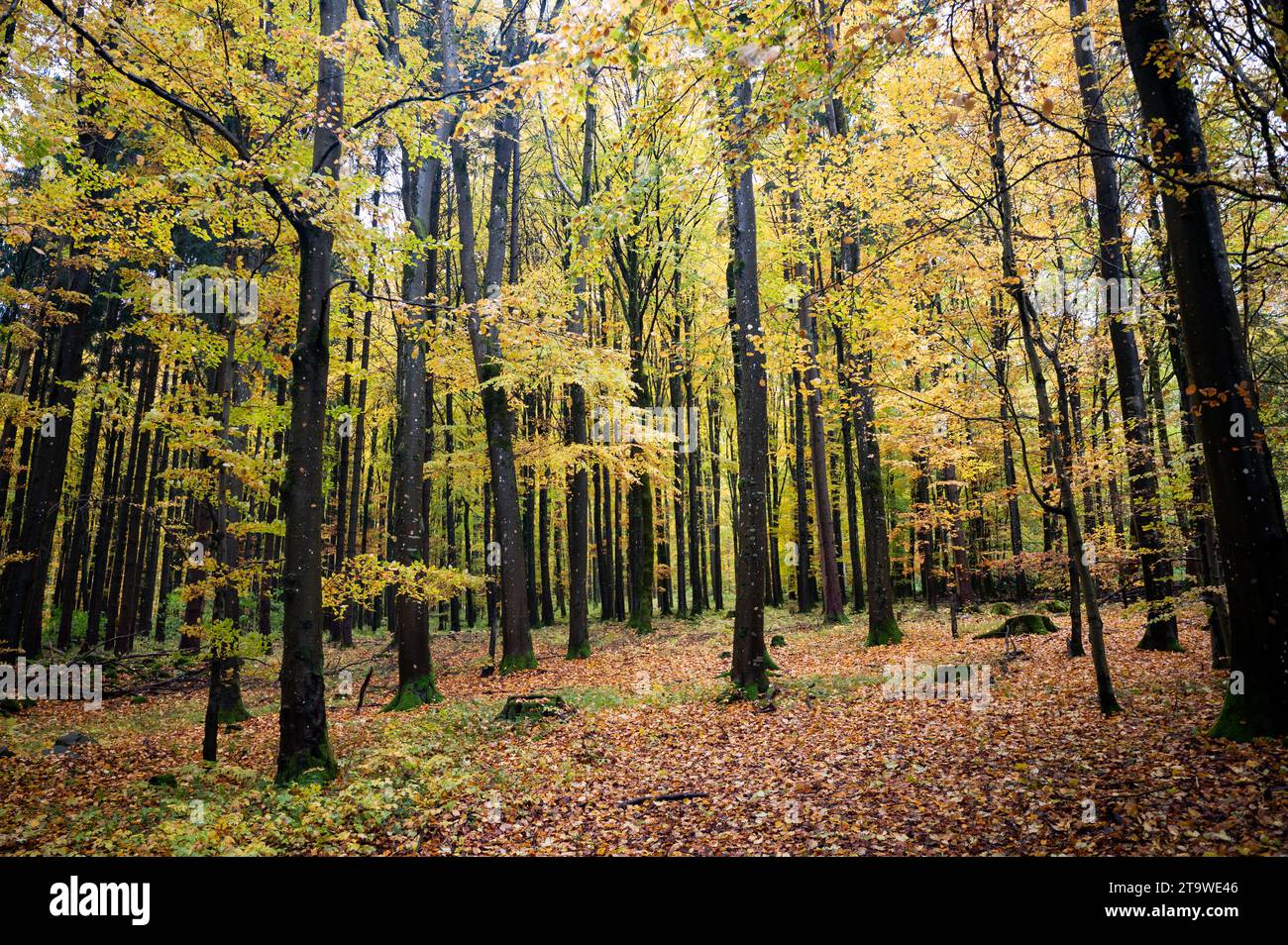 Una foresta in autunno con molte foglie Foto Stock
