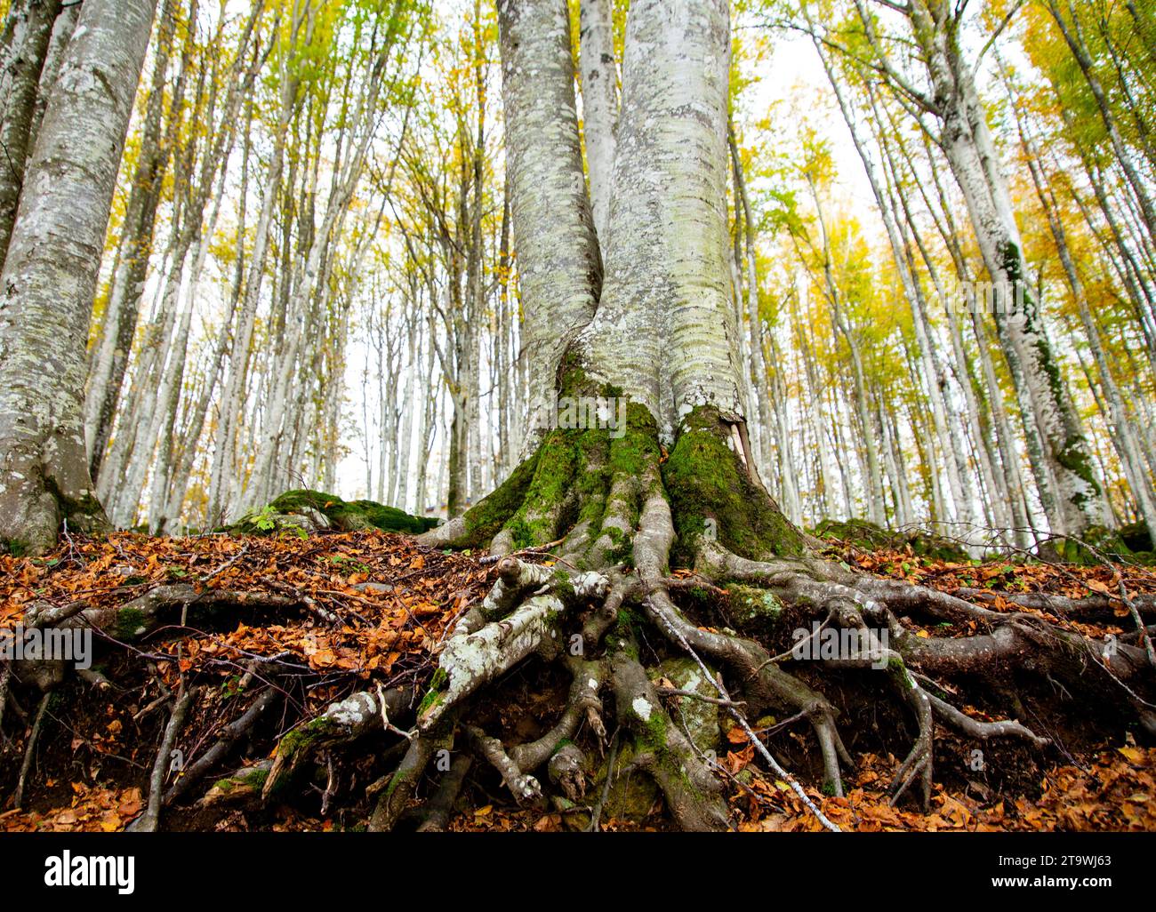 Primo piano delle radici di un faggio visto dal basso, nei colori autunnali della foresta, Monte Amiata, Toscana, Italia Foto Stock