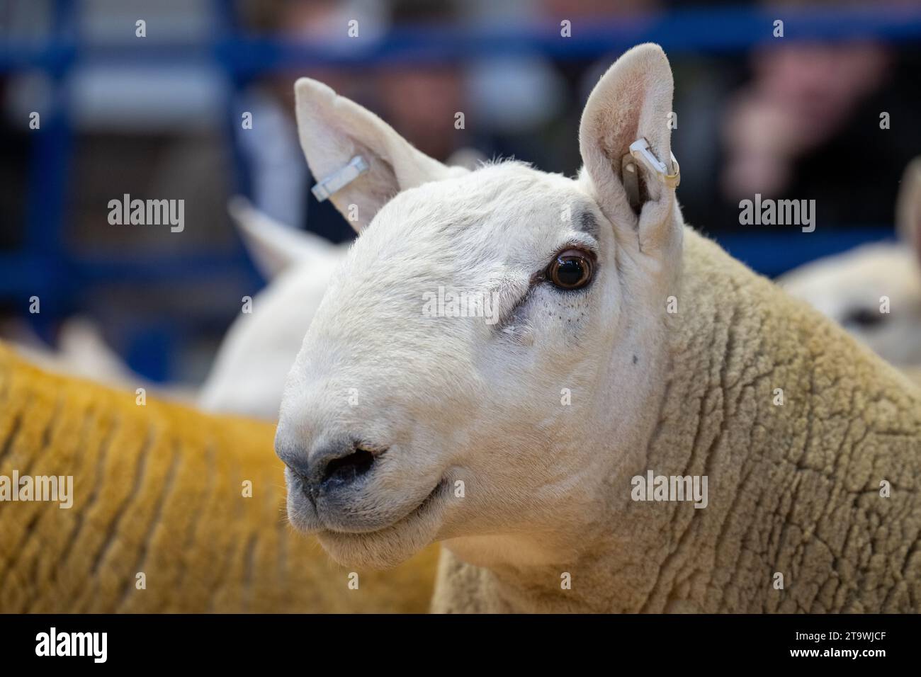 Park Type North Country Cheviots alla vendita Lockerbie RAM. Scozia, Regno Unito. Foto Stock