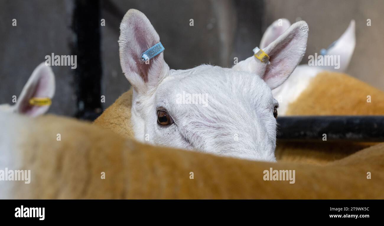 Park Type North Country Cheviots alla vendita Lockerbie RAM. Scozia, Regno Unito. Foto Stock