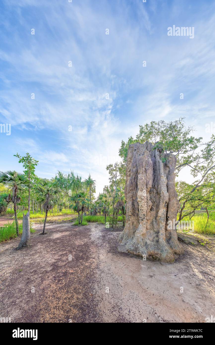 Litchfield National Park, Northern Territory, Australia - Un tumulo di termite nel Litchfield National Park. Foto Stock