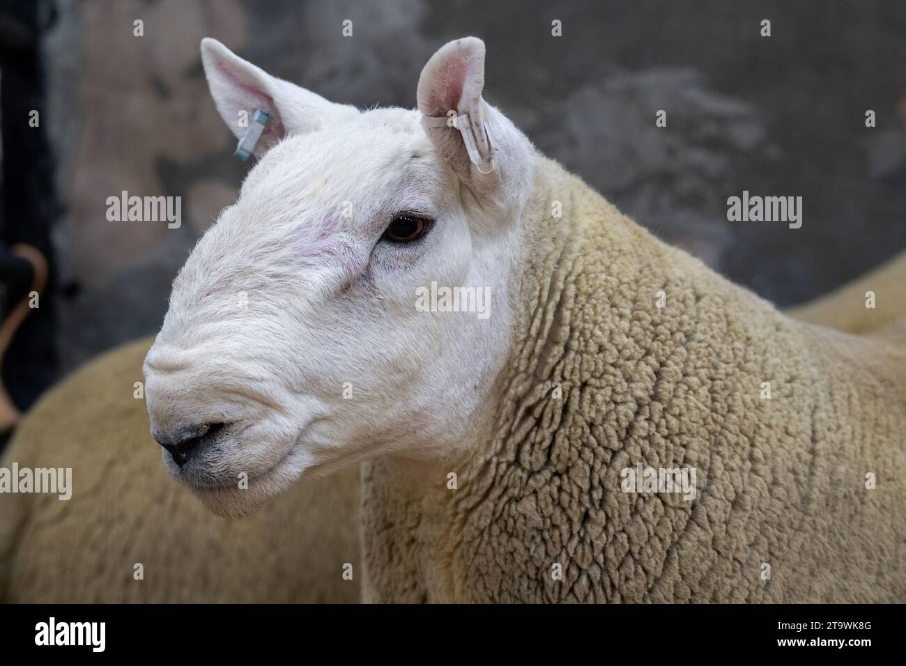 Park Type North Country Cheviots alla vendita Lockerbie RAM. Scozia, Regno Unito. Foto Stock