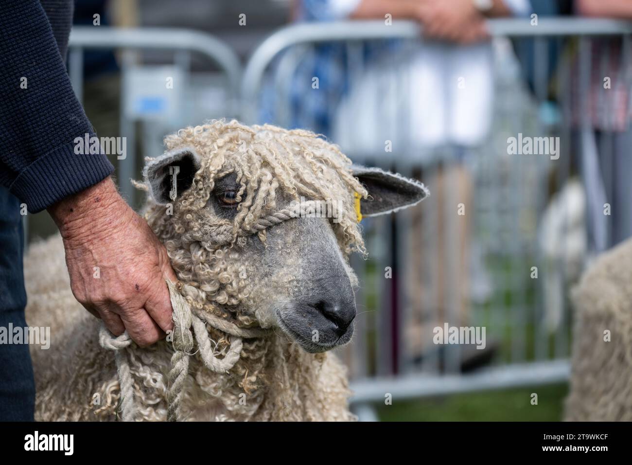 Le pecore di Teeswater vengono mostrate al Wensleydale Show, Cumbria, Regno Unito. Foto Stock