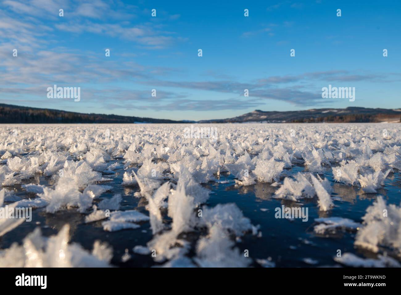 Grandi cristalli che sembrano farfalle per quanto si possa vedere su un ghiaccio lucente, foto di Mellansel Svezia. Foto Stock
