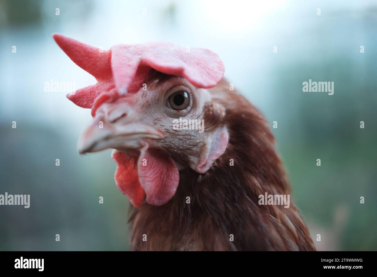 Primo piano sul viso di pollo Foto Stock