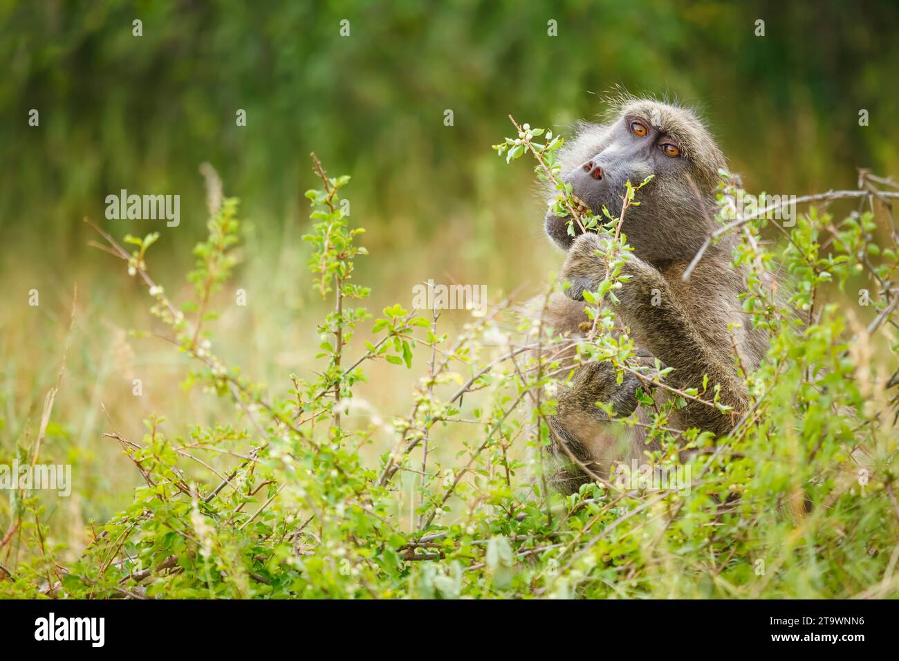 Baboon Alpha maschio Chacma (Papio ursinus) che si nutrono nel Parco Nazionale Kruger/Africa Foto Stock