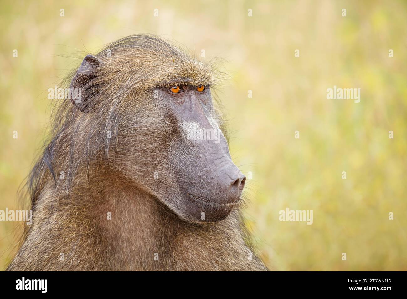 Alpha male Chacma Baboon (Papio ursinus) nel Parco Nazionale di Kruger/Africa Foto Stock