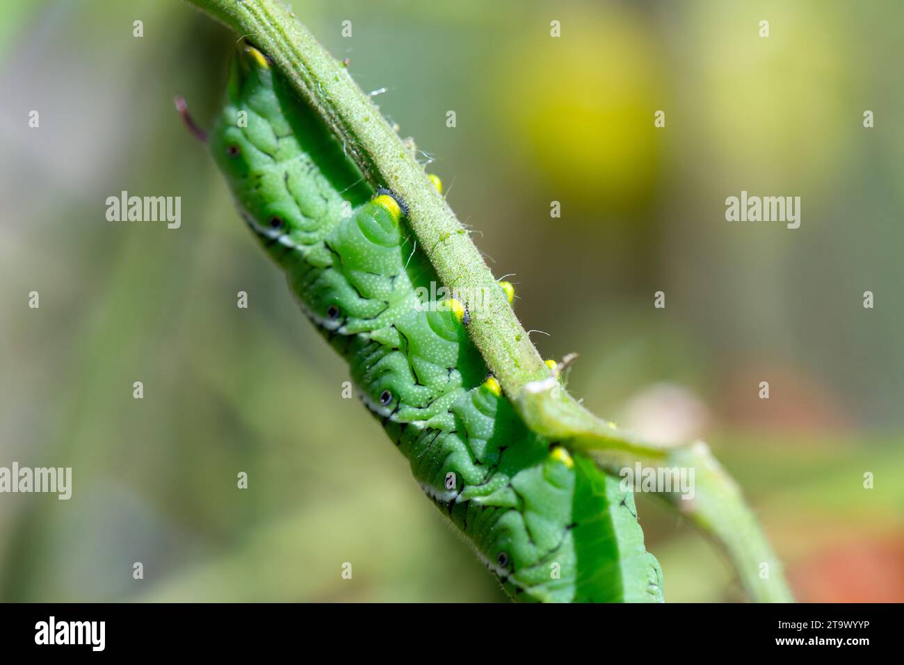 Un grosso bruco di carpino da tabacco verde, o Manduca sexta, pende dal ramo di una pianta di pomodoro. Foto Stock
