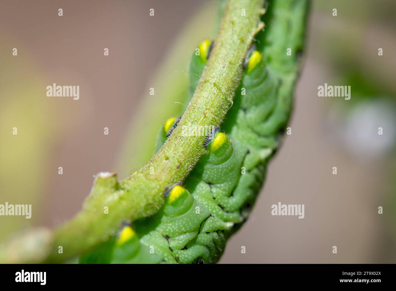 Primo piano di un grande bruco di caramelle da tabacco, o Manduca sexta, appeso al ramo di una pianta di pomodoro. Foto Stock